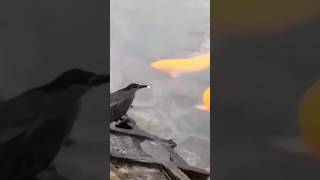 Very Claver Bird Catching Fish, 🙄🔥🙏,#shorts ,#short ,#Viral ,#fish,#fishing