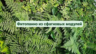 Вертикальное озеленение #sphagnum_eco #сфагнумфускум #озеленение #комнатныерастения #интерьер #plant