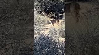 Bobcat in the Joshua Tree National Park 😻 Рысь #bobcat