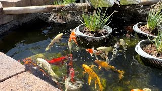 Koi Pond ASMR 🎏