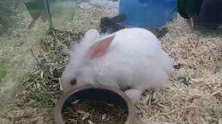 Albino Rabbit