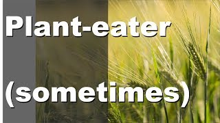 Plant Eater.. Sometimes: Why I Eat Vegan (usually)