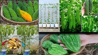 Grow bitter melon on the terrace is used recycling baskets| grow with banana