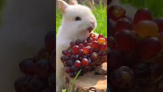 cute bunny eating grapes fruit.#bunny #bunnies #rabbit #shorts #@Ladyblue520