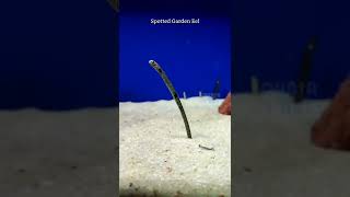 Beautiful Garden Eel