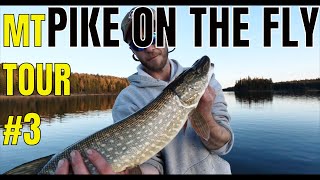 FLY FISHING FOR PIKE - THOMPSON CHAIN - MONTANA TOUR #3