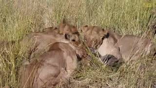 Lions Feasting on Warthog | Great Plains Conservation