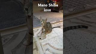 Mano.Shiba Love#@🐈🐈🐱🐱@#