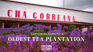 Exploring Europe’s oldest tea plantation