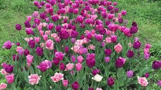 Gamay™ Tulip Blend | Bulbs in Bloom