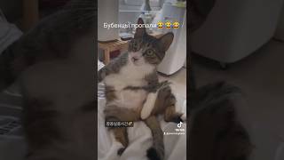 Какие-то гады бубенцы украли у котейки😾😾😾 #прикол #мем #кот #catshorts #cat #funny #funnyvideo