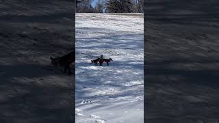 Foxes mating in Iowa, Riveting