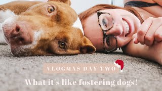 What it's like fostering rescue dogs! 🐶  Vlogmas #2 🎄