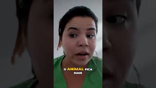 Desafio com altas temperaturas na suinocultura