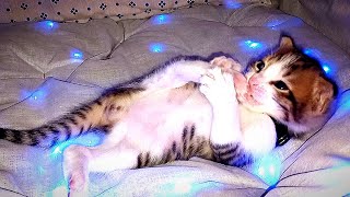 Cute kitten playing