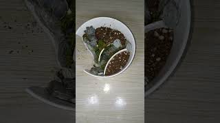 Recycling broken bowl to a miniature garden