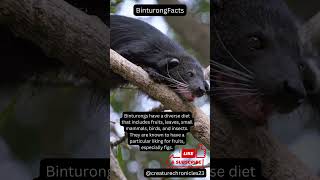 Binturong Facts ! #crazy #animals #facts #shorts #wildlife #nature #youtubeshorts