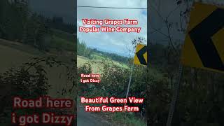 Beautiful Green View From Grapes Farm