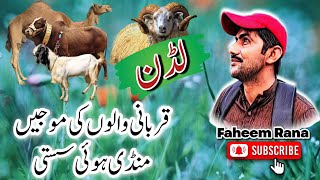 Luddan Mandi update||Punjab biggest Mandi rate||luddan cattle market || SB Kuch sasta faheem rana.