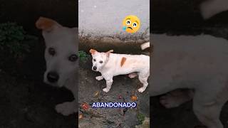 Billy é o nome do #pet abandonado #cachorros #animais #ajude #shortsyoutube #shorts