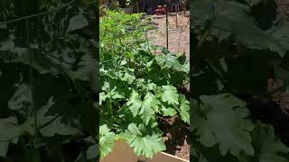 This Church GROWS Food!