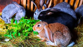 FORMULE ENGRAISSEMENT POUR LAPIN