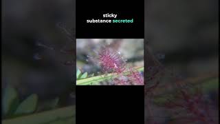 What is the Sundew? | LIPBS