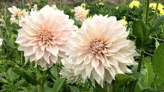 Dahlia 'Café au Lait' - FarmerGracy.co.uk