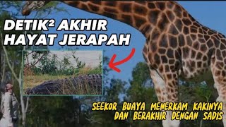 Perjuangan Jerapah mengahadapi maut