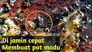 Cara agar trigona cepat berkembang dan cepat membuat pot pot madu