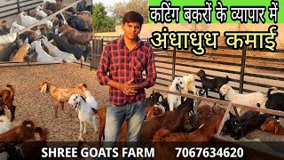 Cutting sirohi ajmeri kota sojat goat kids | shree goat farm ajmer | ajmer goat market