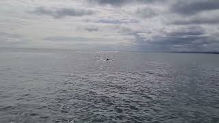 Dolphins, Roker, Whitburn, North East..