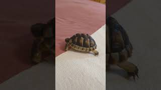 Schildkröten