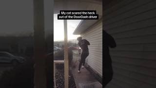 Delivery driver gets ATTACKED by cat😳 #cats #shorts