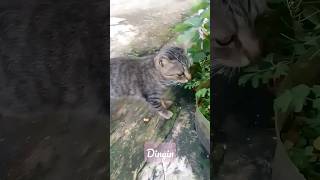 Cuaca Cerah, Udara Dingin#kucing#mengejarbadai#RevinaAlvira