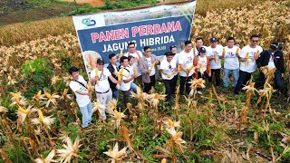 Panen Perdana Jagung Hibrida