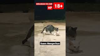 SUARANYA NGERI #shorts #kucing #kucinglucu #kucingimut #kucingkampung #cats #viral #istanalokajaya