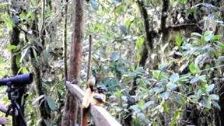 Birdwatching with kids in Ecuador