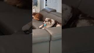 Busted!! 🤣 Sleeping with her Blue Ball 💙🐾 #shorts #australianshepherd #funny