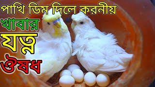 বাজরিগার পাখি ডিম দিলে করনীয়/What to Do If Budgie Lays Egg.