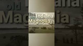 This Old Indiana Magnolia  Episode 11.