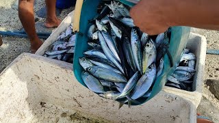 Empat Box Ikan Kembung Segar Langsung Dijual Oleh Nelayan Di Dermaga