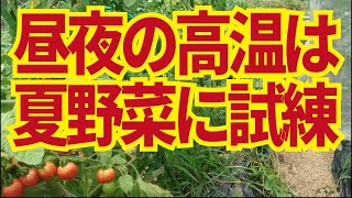 真夏のトマト、少し早めに収穫する、遮光ネットで日陰を作るなどして休ませましょう。7/24