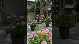 Goryo shrine in Kamakura