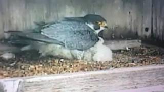 Falcon Cam 2017: Getting Babies Settles and Warm