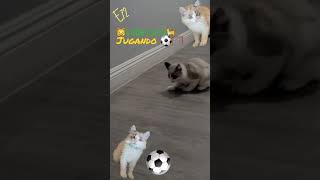 Little Cat coco  4Mts Juega mejor ⚽️ Que otros😜😂