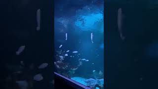 Aquarium Phuket 2023