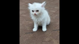 kitten playing on bed with foot | Kittens playing | cute cat video |Animal time