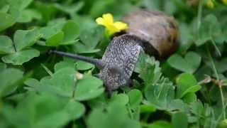 Snail closup 2014