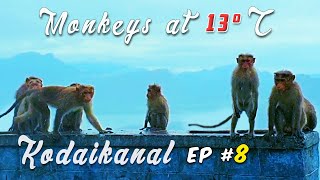 Ep#8 🔥 13ºC குளிர் kodaikanal 🔥 kodaikanal tourist places in tamil E pass